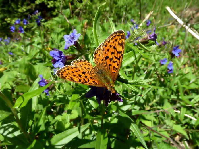 Trovata: Boloria (Clossiana) euphrosyne